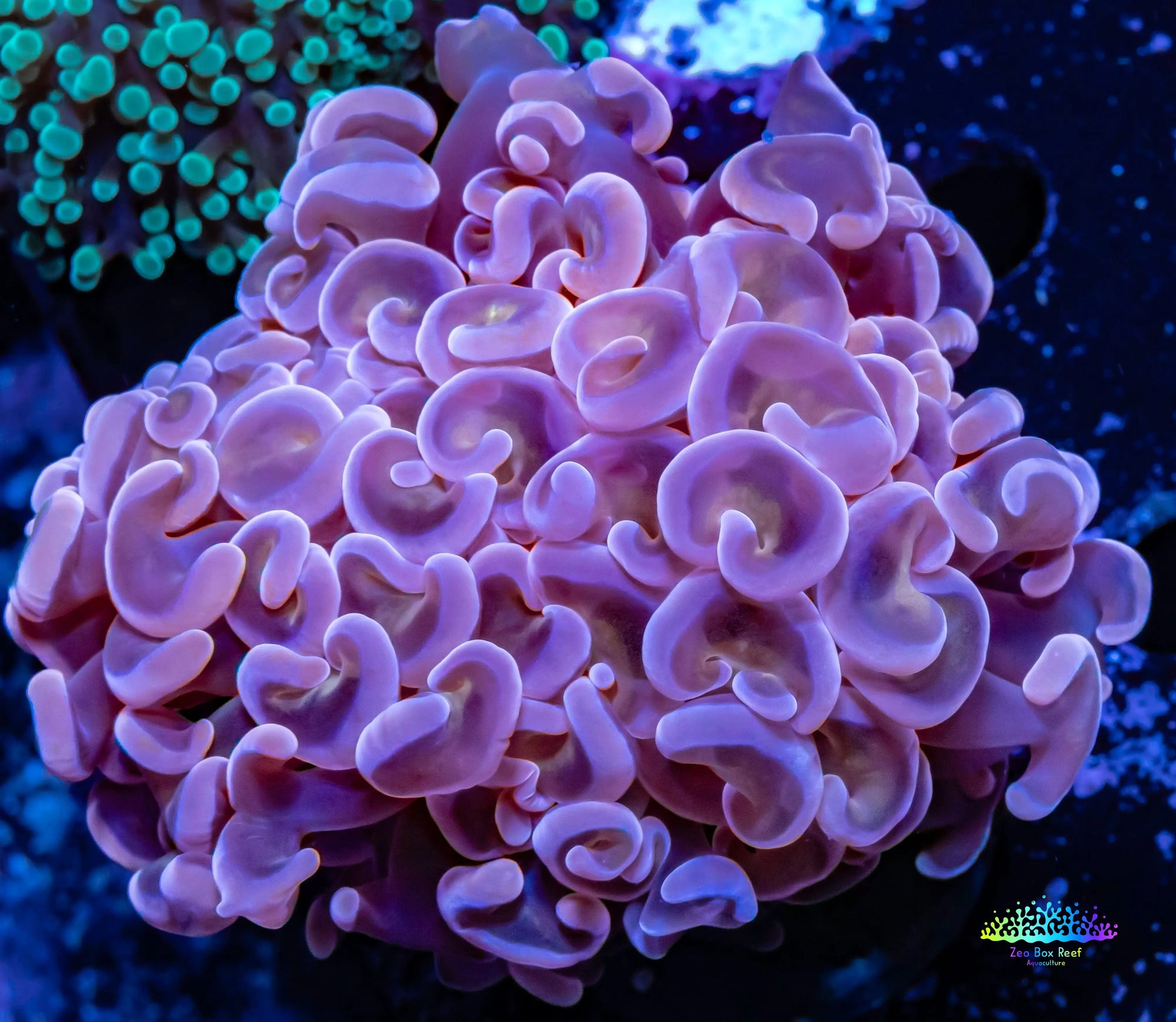 Ultra Hammer Coral -  WYSIWYG 5cm Ultra Hammer Coral -  WYSIWYG 5cm Aquarium Decor Ultra Hammer Coral -  WYSIWYG 5cm Zeo Box Reef