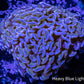 Ultra Hammer Coral -  WYSIWYG 5cm Ultra Hammer Coral -  WYSIWYG 5cm Aquarium Decor Ultra Hammer Coral -  WYSIWYG 5cm Zeo Box Reef