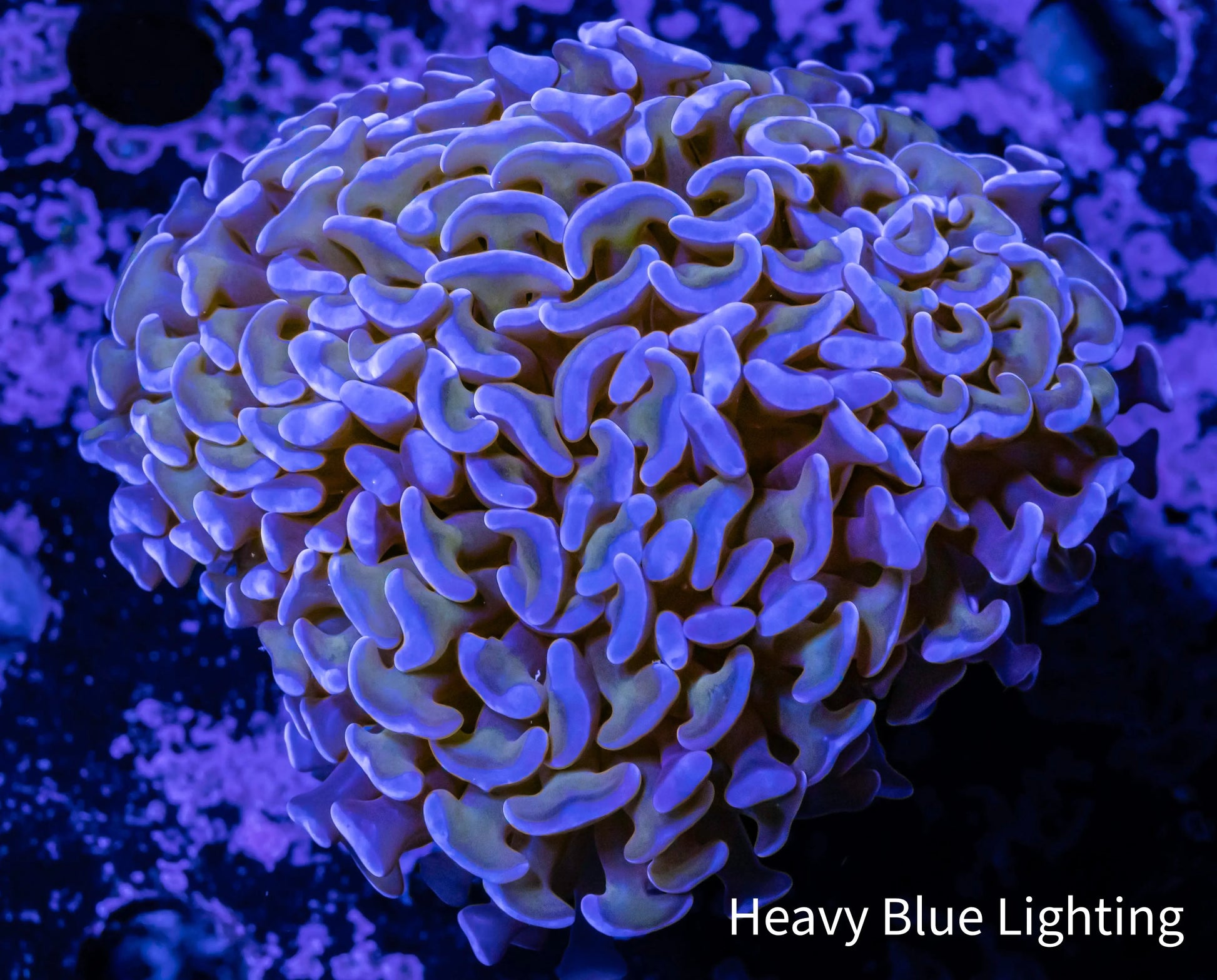 Ultra Hammer Coral -  WYSIWYG 5cm Ultra Hammer Coral -  WYSIWYG 5cm Aquarium Decor Ultra Hammer Coral -  WYSIWYG 5cm Zeo Box Reef