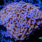 Ultra Hammer Coral -  WYSIWYG 5cm Ultra Hammer Coral -  WYSIWYG 5cm Aquarium Decor Ultra Hammer Coral -  WYSIWYG 5cm Zeo Box Reef