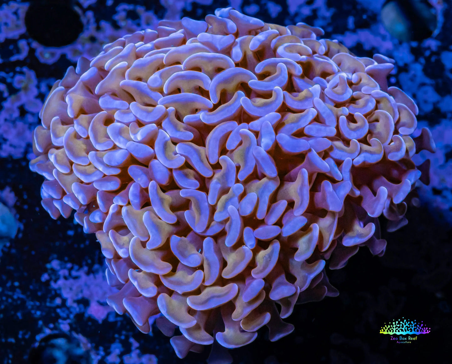 Ultra Hammer Coral -  WYSIWYG 5cm Ultra Hammer Coral -  WYSIWYG 5cm Aquarium Decor Ultra Hammer Coral -  WYSIWYG 5cm Zeo Box Reef