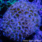 Ultra Hammer Coral -  WYSIWYG 5cm Ultra Hammer Coral -  WYSIWYG 5cm Aquarium Decor Ultra Hammer Coral -  WYSIWYG 5cm Zeo Box Reef