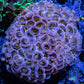 Ultra Hammer Coral -  WYSIWYG 5cm Ultra Hammer Coral -  WYSIWYG 5cm Aquarium Decor Ultra Hammer Coral -  WYSIWYG 5cm Zeo Box Reef