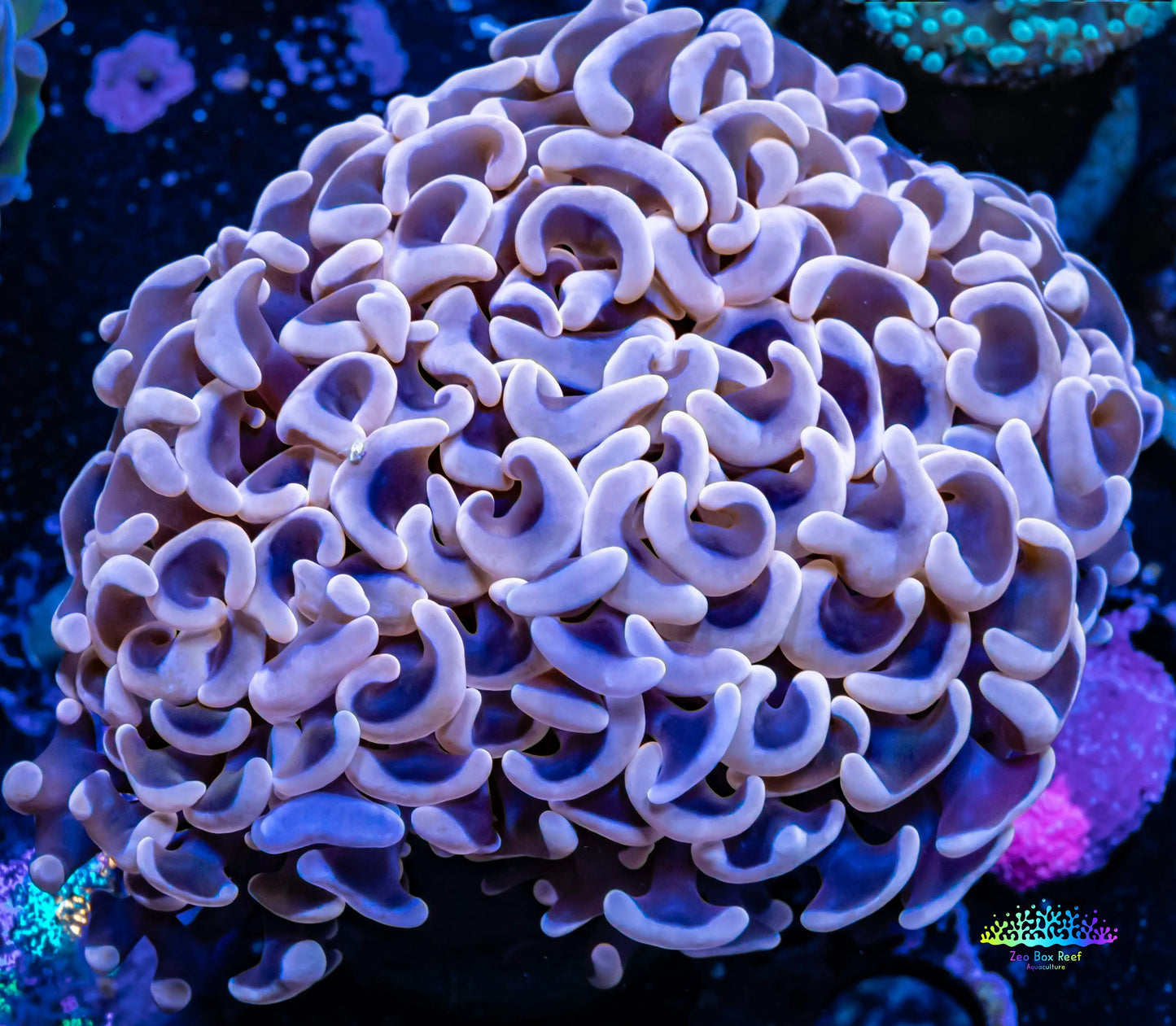 Ultra Hammer Coral -  WYSIWYG 5cm Ultra Hammer Coral -  WYSIWYG 5cm Aquarium Decor Ultra Hammer Coral -  WYSIWYG 5cm Zeo Box Reef