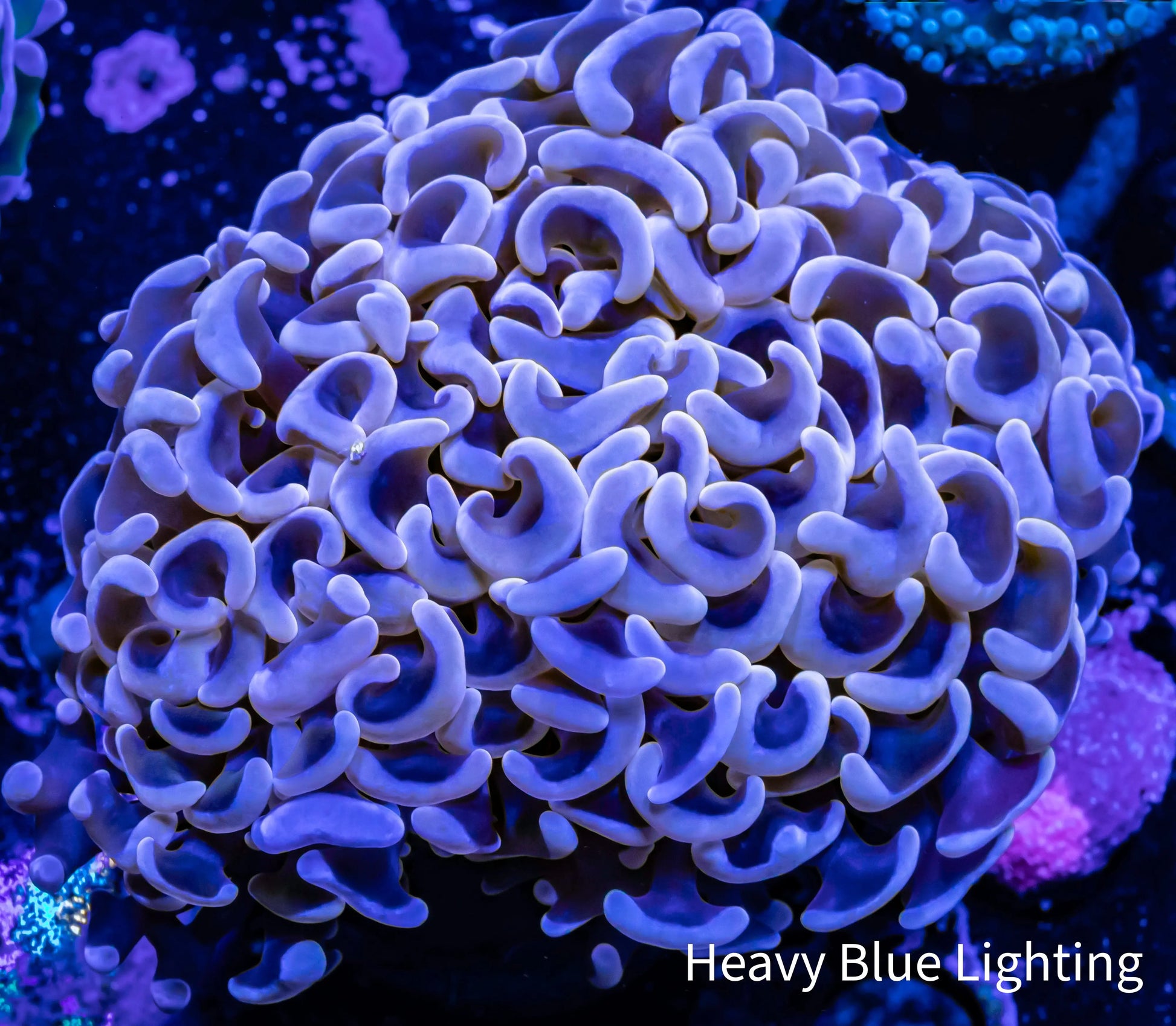 Ultra Hammer Coral -  WYSIWYG 5cm Ultra Hammer Coral -  WYSIWYG 5cm Aquarium Decor Ultra Hammer Coral -  WYSIWYG 5cm Zeo Box Reef