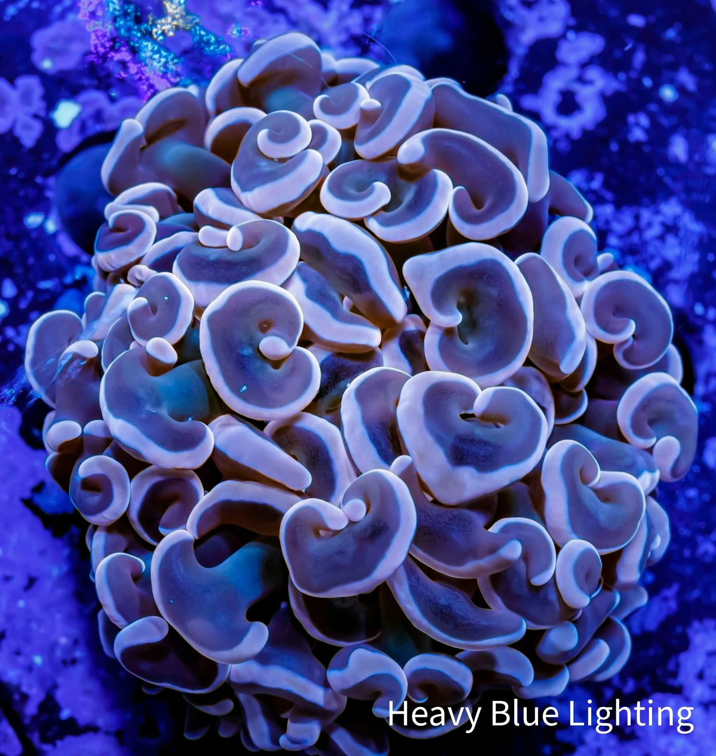 Ultra Hammer Coral -  WYSIWYG 5cm Ultra Hammer Coral -  WYSIWYG 5cm Aquarium Decor Ultra Hammer Coral -  WYSIWYG 5cm Zeo Box Reef