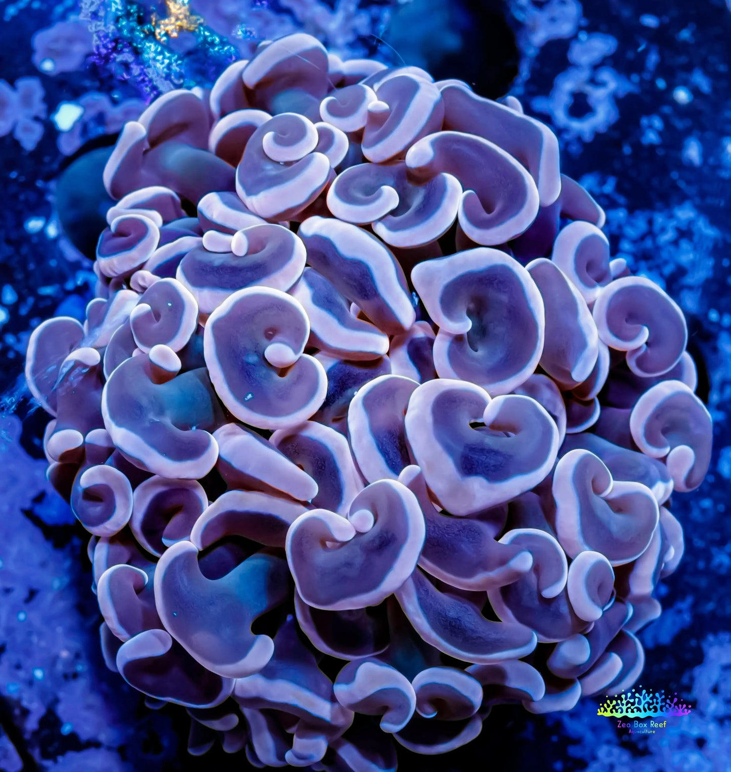 Ultra Hammer Coral -  WYSIWYG 5cm Ultra Hammer Coral -  WYSIWYG 5cm Aquarium Decor Ultra Hammer Coral -  WYSIWYG 5cm Zeo Box Reef