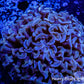 Ultra Hammer Coral -  WYSIWYG 5cm Ultra Hammer Coral -  WYSIWYG 5cm Aquarium Decor Ultra Hammer Coral -  WYSIWYG 5cm Zeo Box Reef