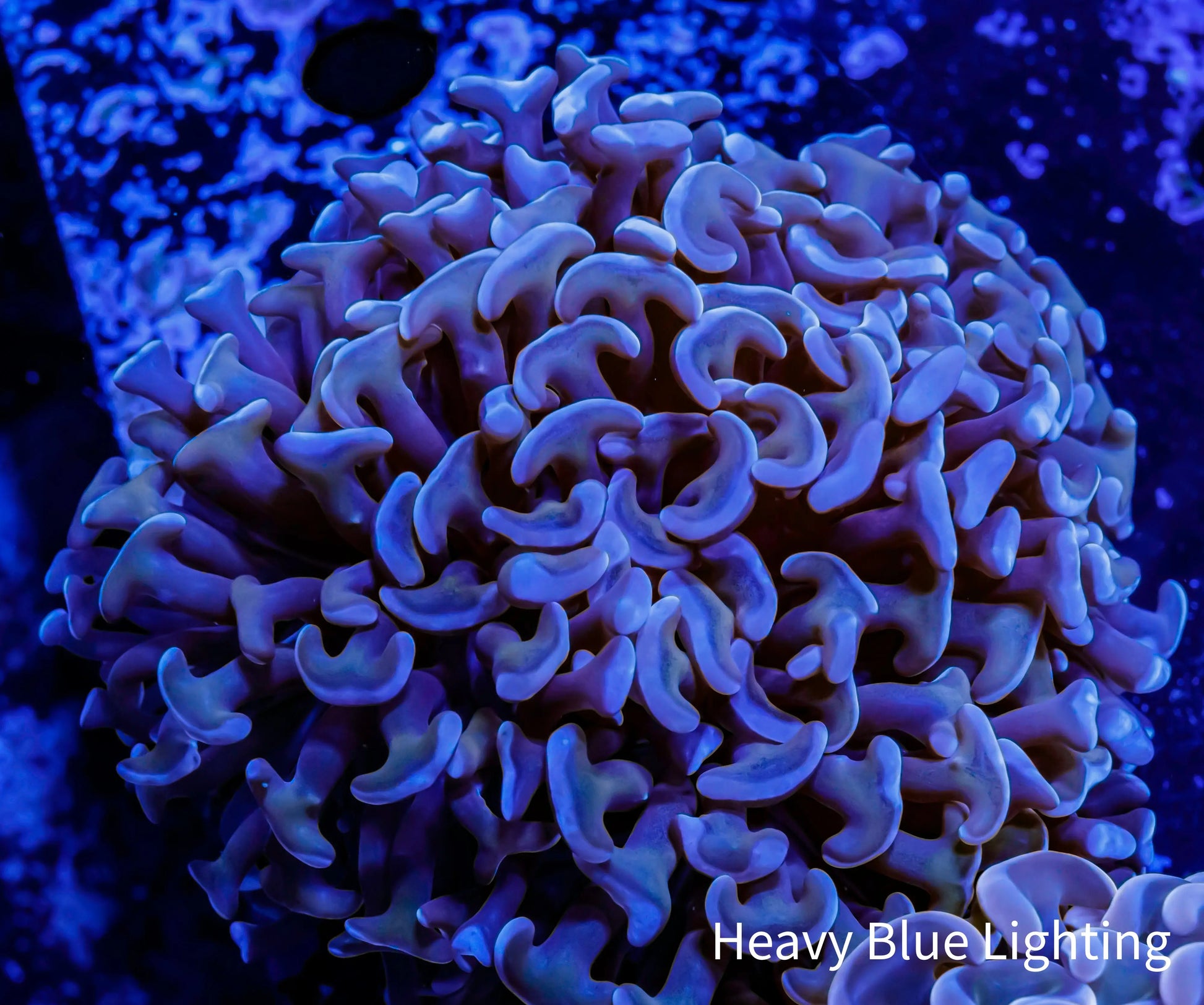 Ultra Hammer Coral -  WYSIWYG 5cm Ultra Hammer Coral -  WYSIWYG 5cm Aquarium Decor Ultra Hammer Coral -  WYSIWYG 5cm Zeo Box Reef