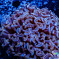 Ultra Hammer Coral -  WYSIWYG 5cm Ultra Hammer Coral -  WYSIWYG 5cm Aquarium Decor Ultra Hammer Coral -  WYSIWYG 5cm Zeo Box Reef