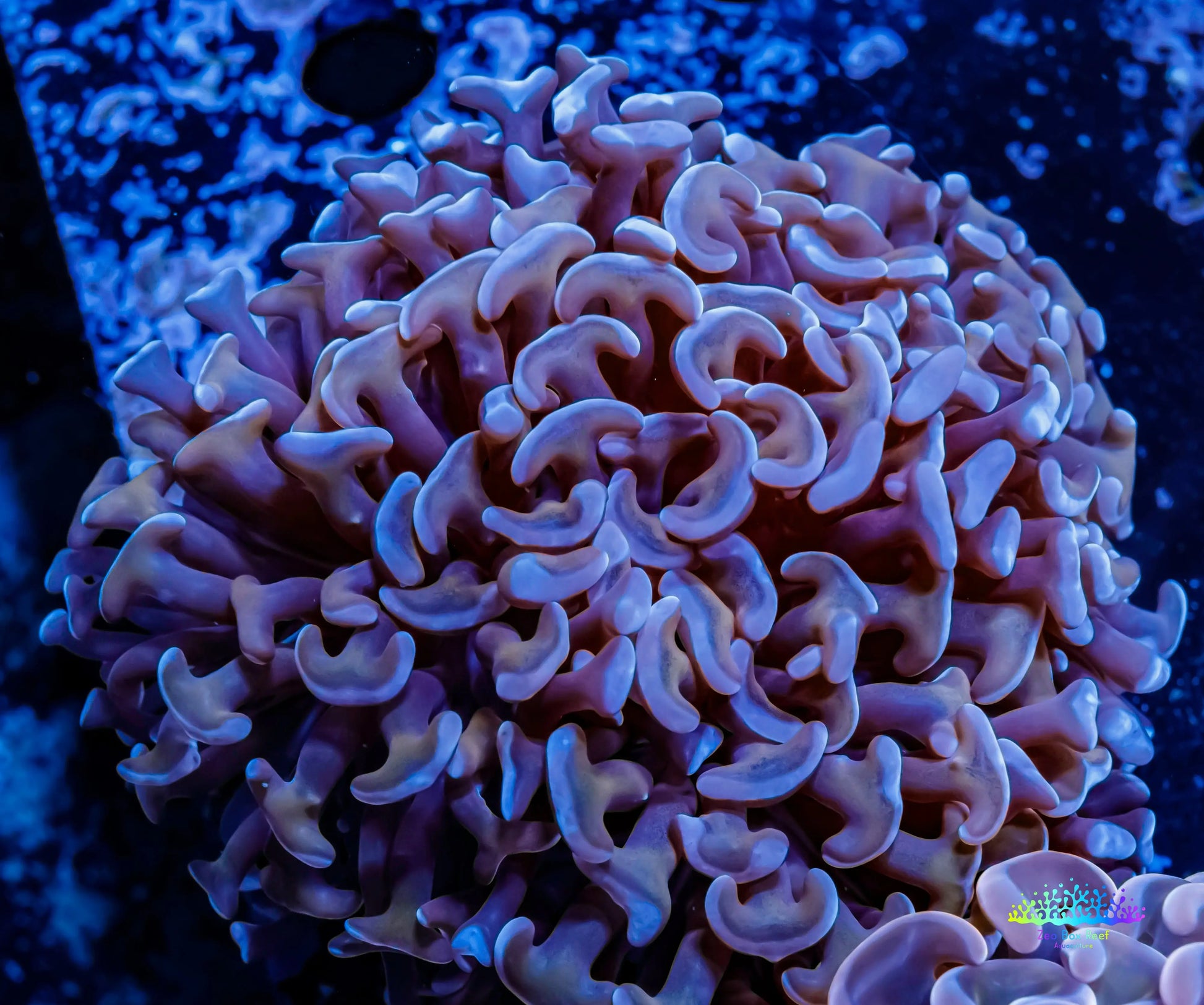 Ultra Hammer Coral -  WYSIWYG 5cm Ultra Hammer Coral -  WYSIWYG 5cm Aquarium Decor Ultra Hammer Coral -  WYSIWYG 5cm Zeo Box Reef