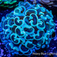 Ultra Hammer Coral    WYSIWYG 5cm Ultra Hammer Coral    WYSIWYG 5cm Aquarium Decor Ultra Hammer Coral    WYSIWYG 5cm Zeo Box Reef