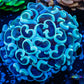 Ultra Hammer Coral    WYSIWYG 5cm Ultra Hammer Coral    WYSIWYG 5cm Aquarium Decor Ultra Hammer Coral    WYSIWYG 5cm Zeo Box Reef