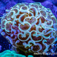 Ultra Hammer Coral    WYSIWYG 5cm Ultra Hammer Coral    WYSIWYG 5cm Aquarium Decor Ultra Hammer Coral    WYSIWYG 5cm Zeo Box Reef