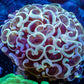 Ultra Hammer Coral    WYSIWYG 5cm Ultra Hammer Coral    WYSIWYG 5cm Aquarium Decor Ultra Hammer Coral    WYSIWYG 5cm Zeo Box Reef