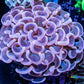 Ultra Hammer Coral -  WYSIWYG 6cm Ultra Hammer Coral -  WYSIWYG 6cm Aquarium Decor Ultra Hammer Coral -  WYSIWYG 6cm Zeo Box Reef
