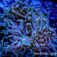 Ultra Hammer Coral -  WYSIWYG 7cm Ultra Hammer Coral -  WYSIWYG 7cm Aquarium Decor Ultra Hammer Coral -  WYSIWYG 7cm Zeo Box Reef