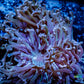 Ultra Hammer Coral -  WYSIWYG 7cm Ultra Hammer Coral -  WYSIWYG 7cm Aquarium Decor Ultra Hammer Coral -  WYSIWYG 7cm Zeo Box Reef