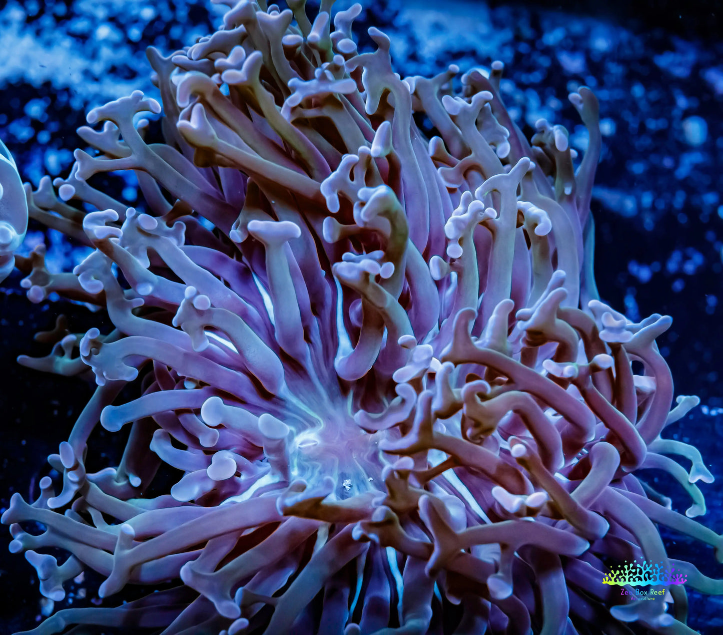 Ultra Hammer Coral -  WYSIWYG 7cm Ultra Hammer Coral -  WYSIWYG 7cm Aquarium Decor Ultra Hammer Coral -  WYSIWYG 7cm Zeo Box Reef