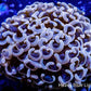 Ultra Hammer Coral -  WYSIWYG 7cm Ultra Hammer Coral -  WYSIWYG 7cm Aquarium Decor Ultra Hammer Coral -  WYSIWYG 7cm Zeo Box Reef