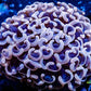 Ultra Hammer Coral -  WYSIWYG 7cm Ultra Hammer Coral -  WYSIWYG 7cm Aquarium Decor Ultra Hammer Coral -  WYSIWYG 7cm Zeo Box Reef
