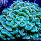 Ultra Hammer Coral -  WYSIWYG 8cm Ultra Hammer Coral -  WYSIWYG 8cm Aquarium Decor Ultra Hammer Coral -  WYSIWYG 8cm Zeo Box Reef