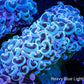 Ultra Hammer Coral -  WYSIWYG 9cm Ultra Hammer Coral -  WYSIWYG 9cm Aquarium Decor Ultra Hammer Coral -  WYSIWYG 9cm Zeo Box Reef