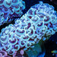 Ultra Hammer Coral -  WYSIWYG 9cm Ultra Hammer Coral -  WYSIWYG 9cm Aquarium Decor Ultra Hammer Coral -  WYSIWYG 9cm Zeo Box Reef