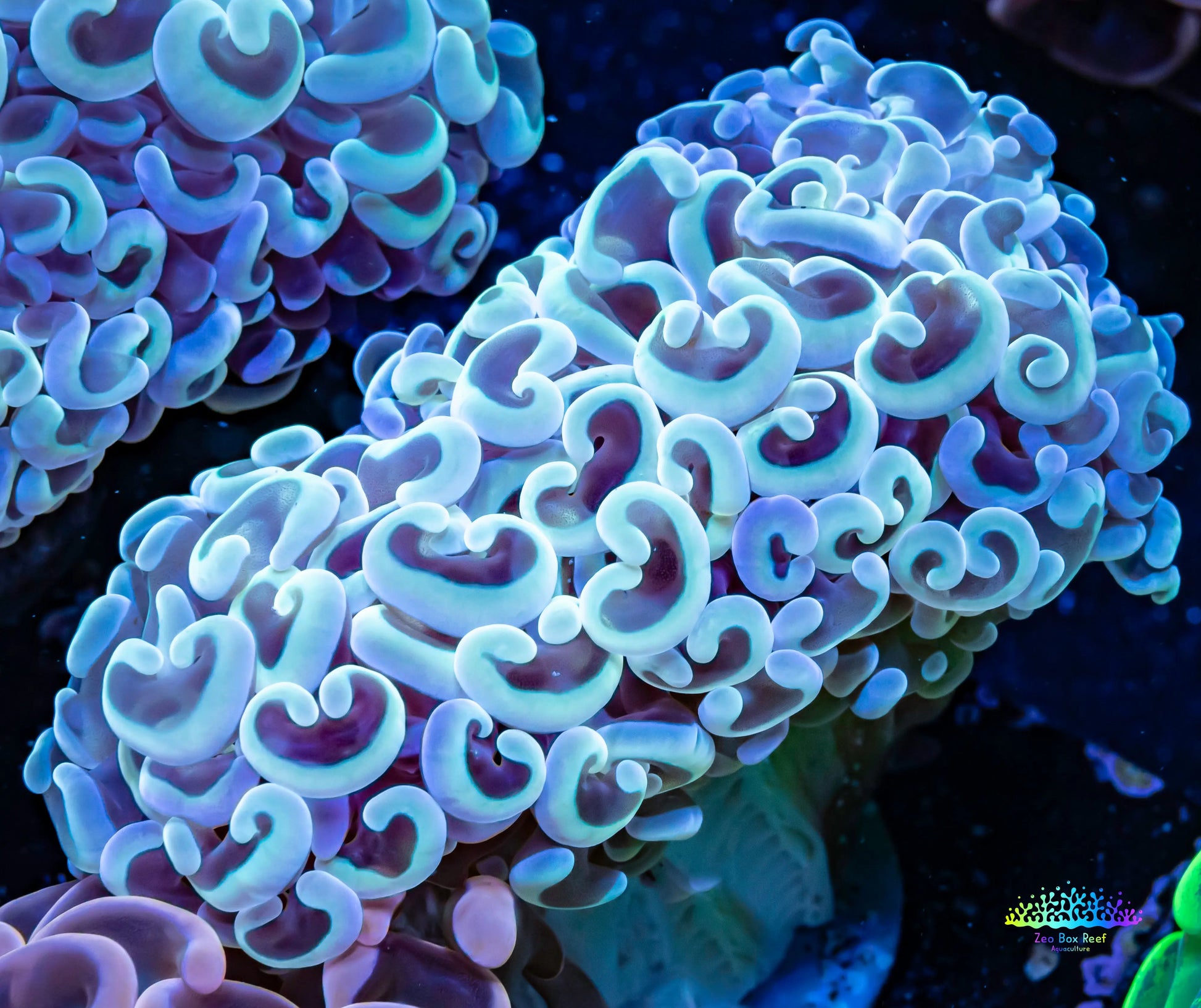 Ultra Hammer Coral -  WYSIWYG 9cm Ultra Hammer Coral -  WYSIWYG 9cm Aquarium Decor Ultra Hammer Coral -  WYSIWYG 9cm Zeo Box Reef