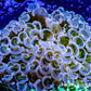 Ultra Hammer Coral - Gold Stem WYSIWYG 7cm Ultra Hammer Coral - Gold Stem WYSIWYG 7cm Aquarium Decor Ultra Hammer Coral - Gold Stem WYSIWYG 7cm Zeo Box Reef