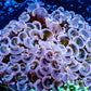 Ultra Hammer Coral - Gold Stem WYSIWYG 7cm Ultra Hammer Coral - Gold Stem WYSIWYG 7cm Aquarium Decor Ultra Hammer Coral - Gold Stem WYSIWYG 7cm Zeo Box Reef