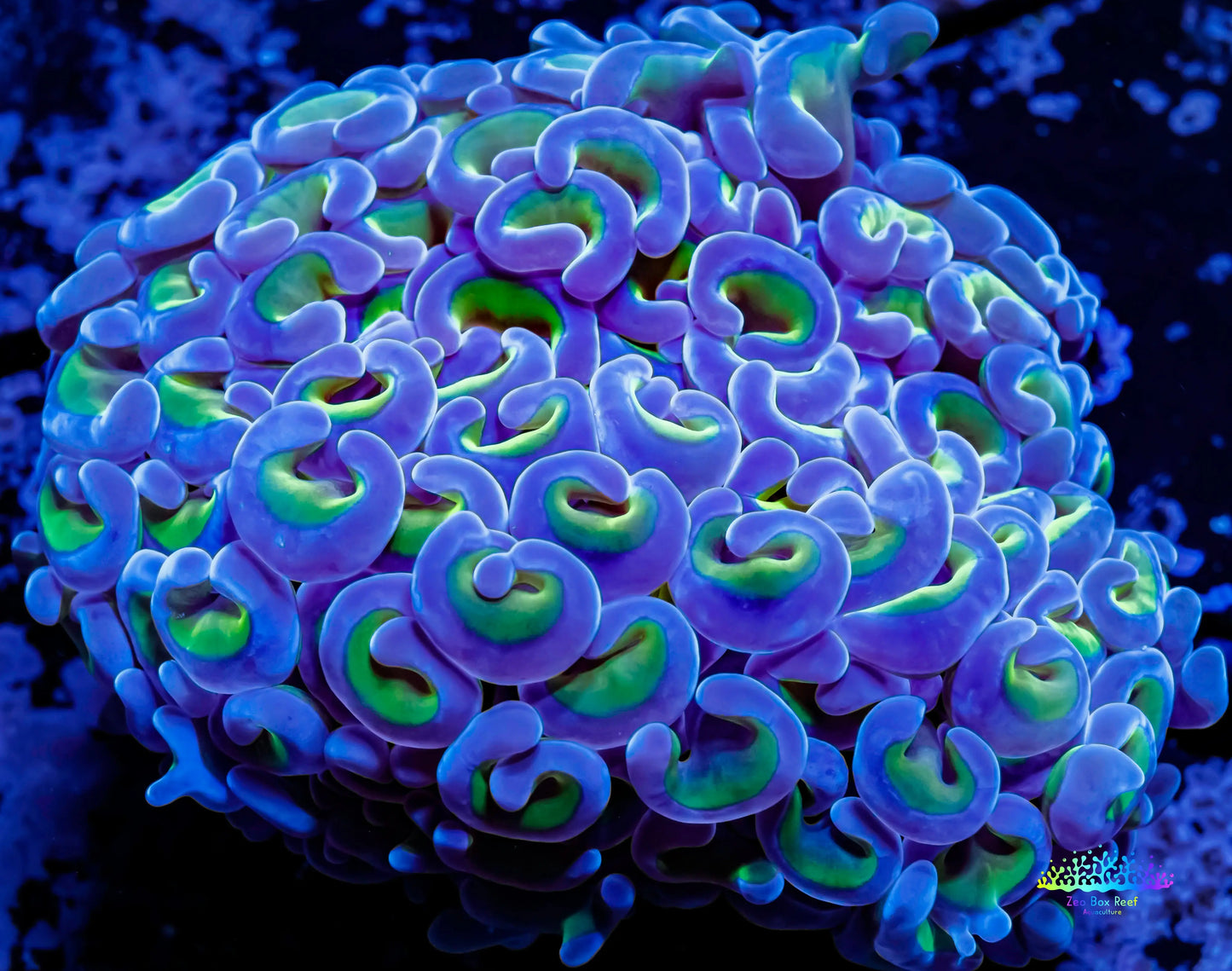 Ultra Hammer Coral - Green/Gold Stem Purple Tip WYSIWYG 8cm Ultra Hammer Coral - Green/Gold Stem Purple Tip WYSIWYG 8cm Aquarium Decor Ultra Hammer Coral - Green/Gold Stem Purple Tip WYSIWYG 8cm Zeo Box Reef