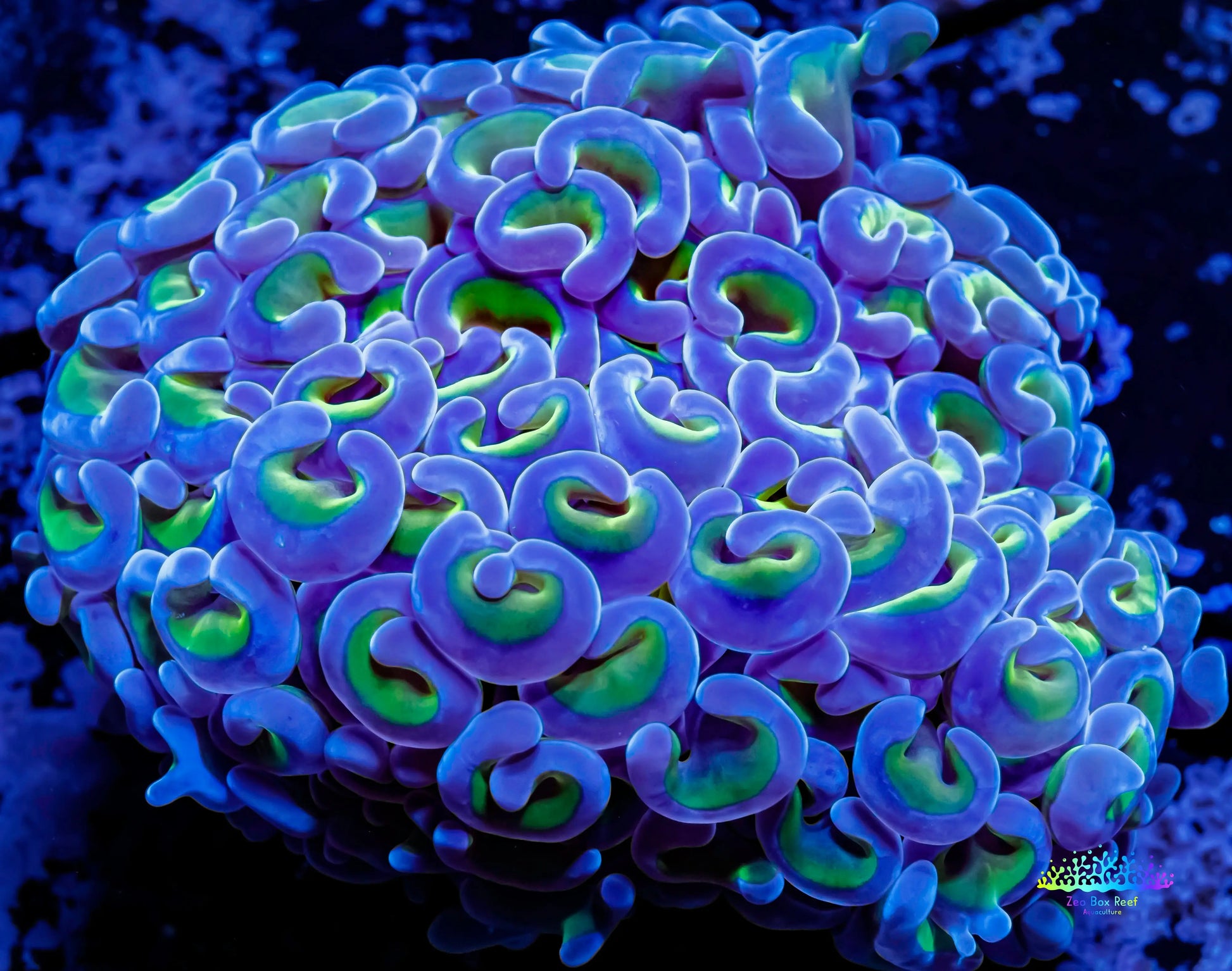 Ultra Hammer Coral - Green/Gold Stem Purple Tip WYSIWYG 8cm Ultra Hammer Coral - Green/Gold Stem Purple Tip WYSIWYG 8cm Aquarium Decor Ultra Hammer Coral - Green/Gold Stem Purple Tip WYSIWYG 8cm Zeo Box Reef