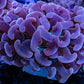 Ultra Hammer Coral - Pink Jelly Bean Tip Purple Stem Green Base  WYSIWYG 8cm Ultra Hammer Coral - Pink Jelly Bean Tip Purple Stem Green Base  WYSIWYG 8cm Aquarium Decor Ultra Hammer Coral - Pink Jelly Bean Tip Purple Stem Green Base  WYSIWYG 8cm Zeo Box Reef