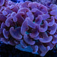 Ultra Hammer Coral - Pink Jelly Bean Tip Purple Stem Green Base  WYSIWYG 8cm Ultra Hammer Coral - Pink Jelly Bean Tip Purple Stem Green Base  WYSIWYG 8cm Aquarium Decor Ultra Hammer Coral - Pink Jelly Bean Tip Purple Stem Green Base  WYSIWYG 8cm Zeo Box Reef