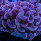 Ultra Hammer Coral - Pink Jelly Bean Tip Purple Stem Green Base  WYSIWYG 8cm Ultra Hammer Coral - Pink Jelly Bean Tip Purple Stem Green Base  WYSIWYG 8cm Aquarium Decor Ultra Hammer Coral - Pink Jelly Bean Tip Purple Stem Green Base  WYSIWYG 8cm Zeo Box Reef