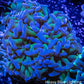 Ultra Hammer Coral - Purple Tip Toxic Green Stem  WYSIWYG 8cm Ultra Hammer Coral - Purple Tip Toxic Green Stem  WYSIWYG 8cm Aquarium Decor Ultra Hammer Coral - Purple Tip Toxic Green Stem  WYSIWYG 8cm Zeo Box Reef