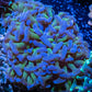 Ultra Hammer Coral - Purple Tip Toxic Green Stem  WYSIWYG 8cm Ultra Hammer Coral - Purple Tip Toxic Green Stem  WYSIWYG 8cm Aquarium Decor Ultra Hammer Coral - Purple Tip Toxic Green Stem  WYSIWYG 8cm Zeo Box Reef