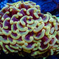 Copy of Ultra Hammer Coral  Two Tone Gold  WYSIWYG 4cm Copy of Ultra Hammer Coral  Two Tone Gold  WYSIWYG 4cm Aquarium Decor Copy of Ultra Hammer Coral  Two Tone Gold  WYSIWYG 4cm Zeo Box Reef