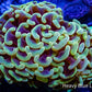 Copy of Ultra Hammer Coral  Two Tone Gold  WYSIWYG 4cm Copy of Ultra Hammer Coral  Two Tone Gold  WYSIWYG 4cm Aquarium Decor Copy of Ultra Hammer Coral  Two Tone Gold  WYSIWYG 4cm Zeo Box Reef