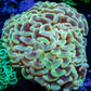 Ultra Hammer Coral - WYSIWYG 8cm Ultra Hammer Coral - WYSIWYG 8cm Aquarium Decor Ultra Hammer Coral - WYSIWYG 8cm Zeo Box Reef