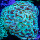 Ultra Hammer Coral - WYSIWYG 8cm Ultra Hammer Coral - WYSIWYG 8cm Aquarium Decor Ultra Hammer Coral - WYSIWYG 8cm Zeo Box Reef