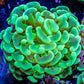 Ultra Hammer Coral  Green and Gold WYSIWYG 5cm Ultra Hammer Coral  Green and Gold WYSIWYG 5cm Aquarium Decor Ultra Hammer Coral  Green and Gold WYSIWYG 5cm Zeo Box Reef