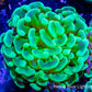 Ultra Hammer Coral  Green and Gold WYSIWYG 5cm Ultra Hammer Coral  Green and Gold WYSIWYG 5cm Aquarium Decor Ultra Hammer Coral  Green and Gold WYSIWYG 5cm Zeo Box Reef