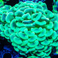 Ultra Hammer Coral  Green and Gold WYSIWYG 7cm Ultra Hammer Coral  Green and Gold WYSIWYG 7cm Aquarium Decor Ultra Hammer Coral  Green and Gold WYSIWYG 7cm Zeo Box Reef
