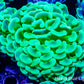 Ultra Hammer Coral  Green and Gold WYSIWYG 7cm Ultra Hammer Coral  Green and Gold WYSIWYG 7cm Aquarium Decor Ultra Hammer Coral  Green and Gold WYSIWYG 7cm Zeo Box Reef
