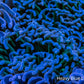Ultra Hammer Coral  WYSIWYG 6cm Ultra Hammer Coral  WYSIWYG 6cm Aquarium Decor Ultra Hammer Coral  WYSIWYG 6cm Zeo Box Reef