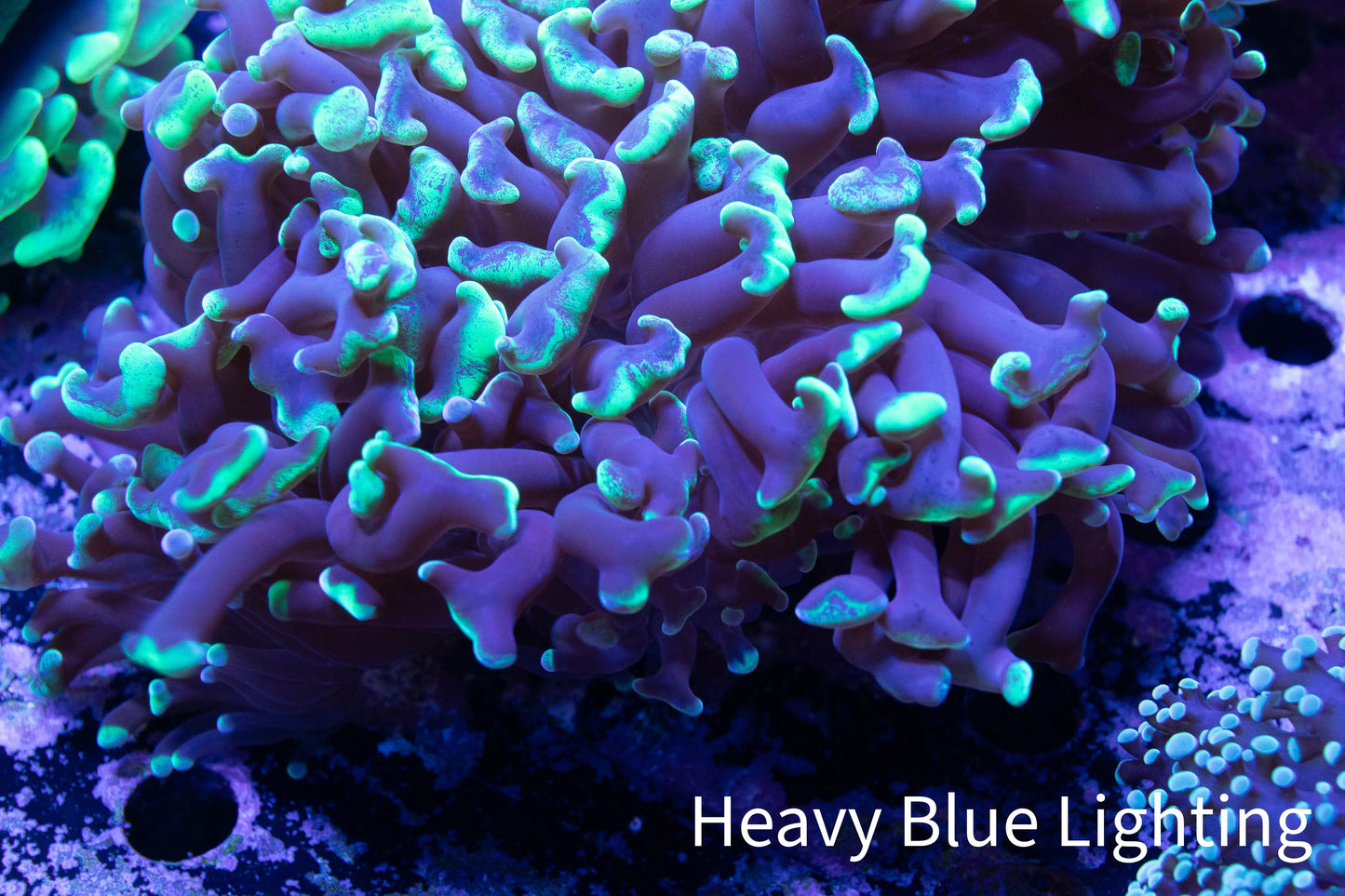 Ultra Hammer Coral Blotch Toxic Green Tip WYSIWYG 9cm B1R6B1 Ultra Hammer Coral Blotch Toxic Green Tip WYSIWYG 9cm B1R6B1 Aquarium Decor Ultra Hammer Coral Blotch Toxic Green Tip WYSIWYG 9cm B1R6B1 Zeo Box Reef