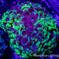 Ultra Hammer Coral Blotched Jelly Bean Tip - Purple, Toxic Green  WYSIWYG 6cm Ultra Hammer Coral Blotched Jelly Bean Tip - Purple, Toxic Green  WYSIWYG 6cm Aquarium Decor Ultra Hammer Coral Blotched Jelly Bean Tip - Purple, Toxic Green  WYSIWYG 6cm Zeo Box Reef