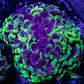 Ultra Hammer Coral Blotched Jelly Bean Tip - Purple, Toxic Green  WYSIWYG 6cm Ultra Hammer Coral Blotched Jelly Bean Tip - Purple, Toxic Green  WYSIWYG 6cm Aquarium Decor Ultra Hammer Coral Blotched Jelly Bean Tip - Purple, Toxic Green  WYSIWYG 6cm Zeo Box Reef